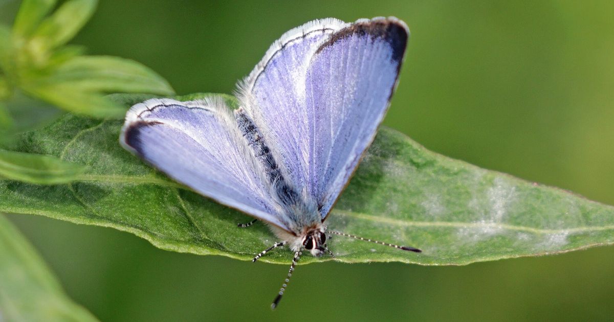 A small pale blue butterfly with white fringed wings, resting on a green leaf against a blurred green background.