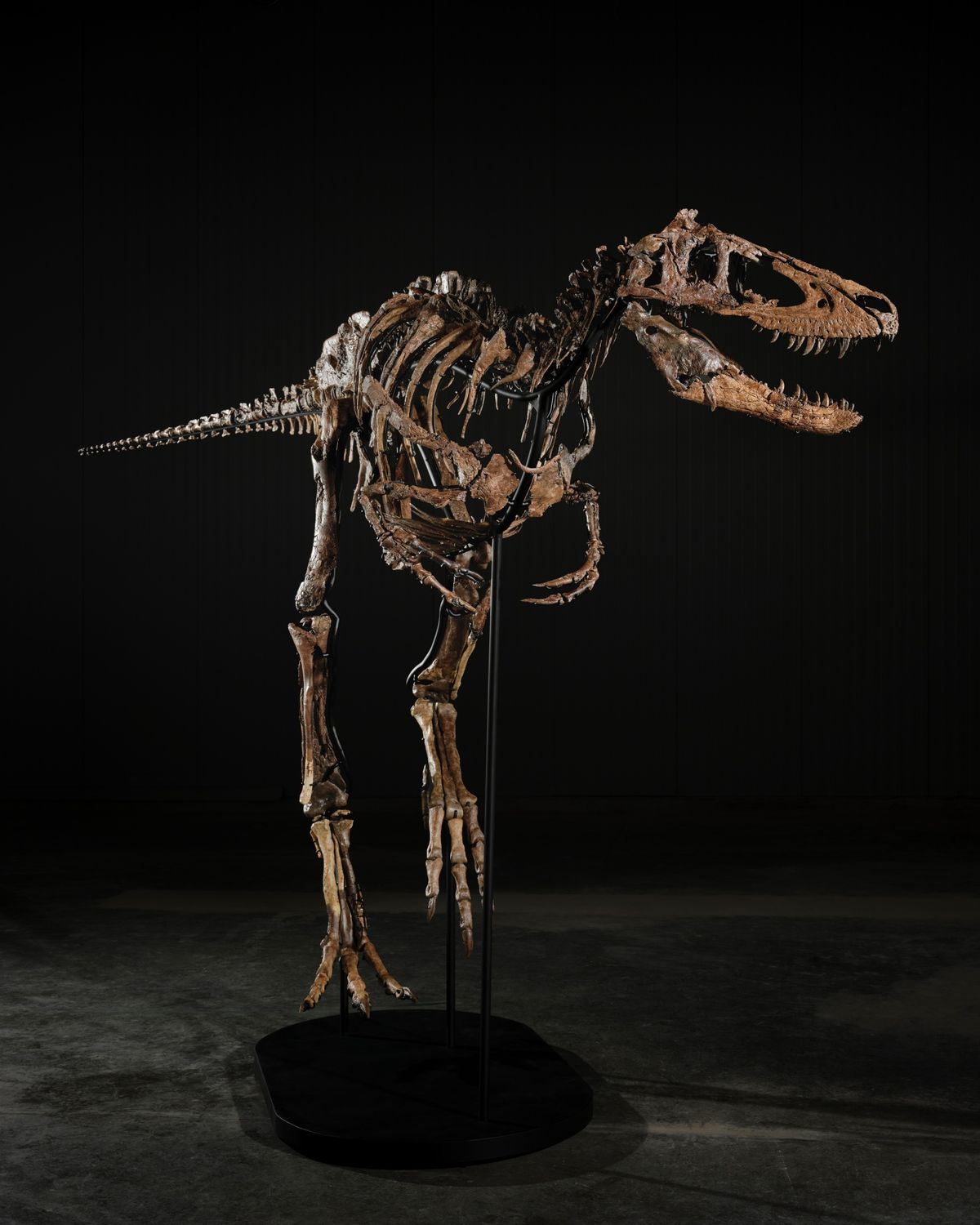 The skeleton seen from the rear quarter with the neck arched and the skull held high and to the right, jaws open.