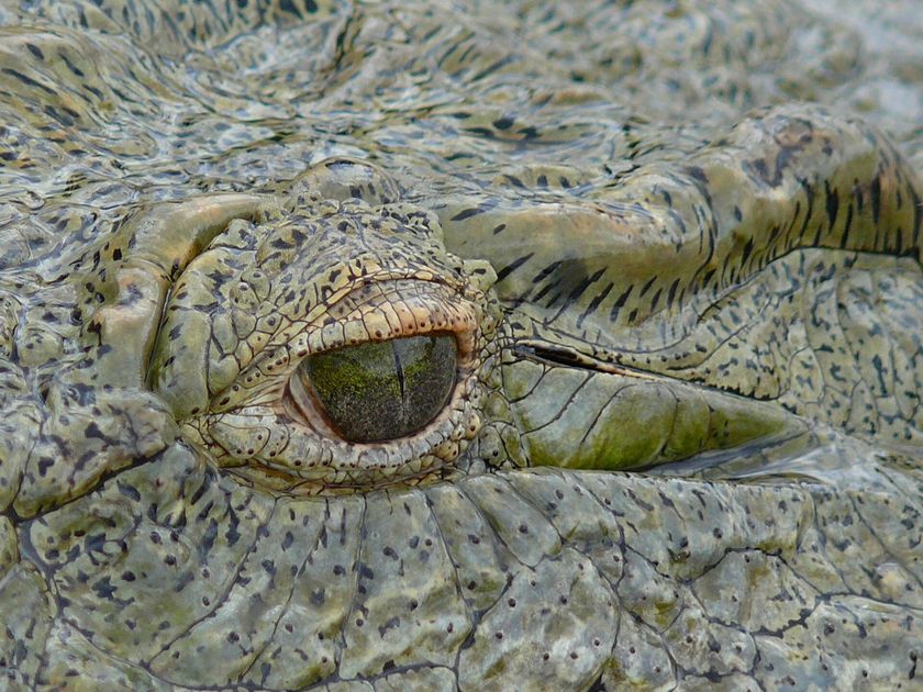 Close-up of a Nile crocodile, Crocodylus niloticus, the CITES Appendix II species whose belly hide supplies exotic leather goods.