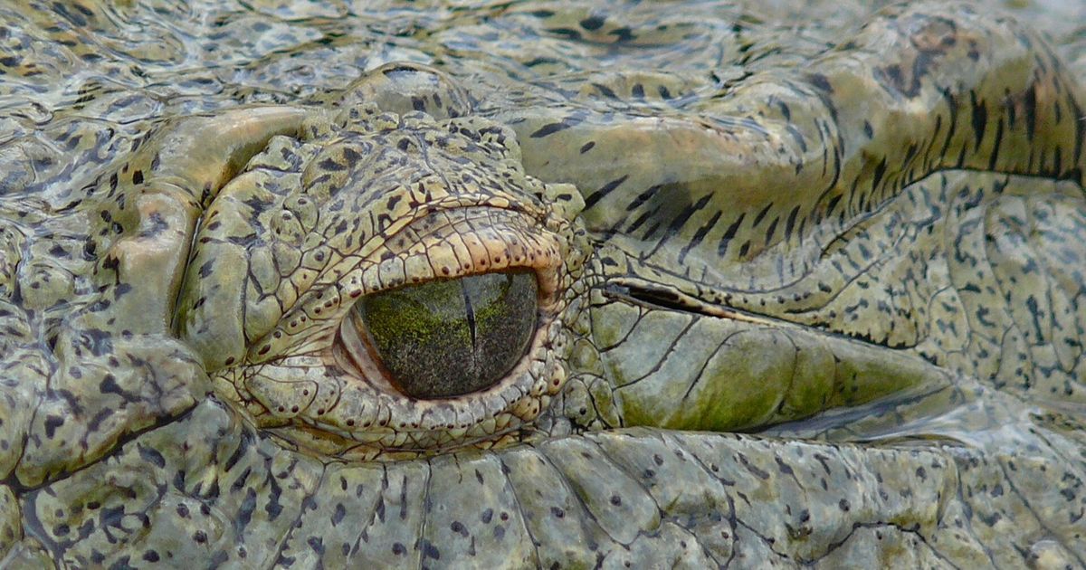 Close-up of a Nile crocodile, Crocodylus niloticus, the CITES Appendix II species whose belly hide supplies exotic leather goods.