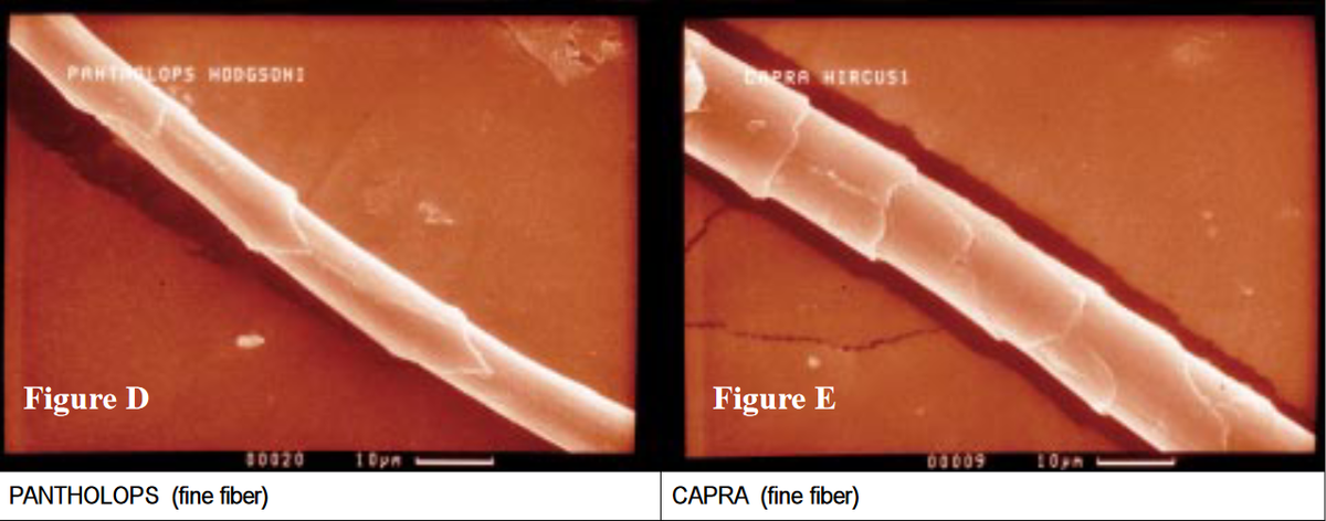 A side by side scanning electron micrograph comparing two animal fibres, showing the difference in the pattern and spacing of their surface scales.