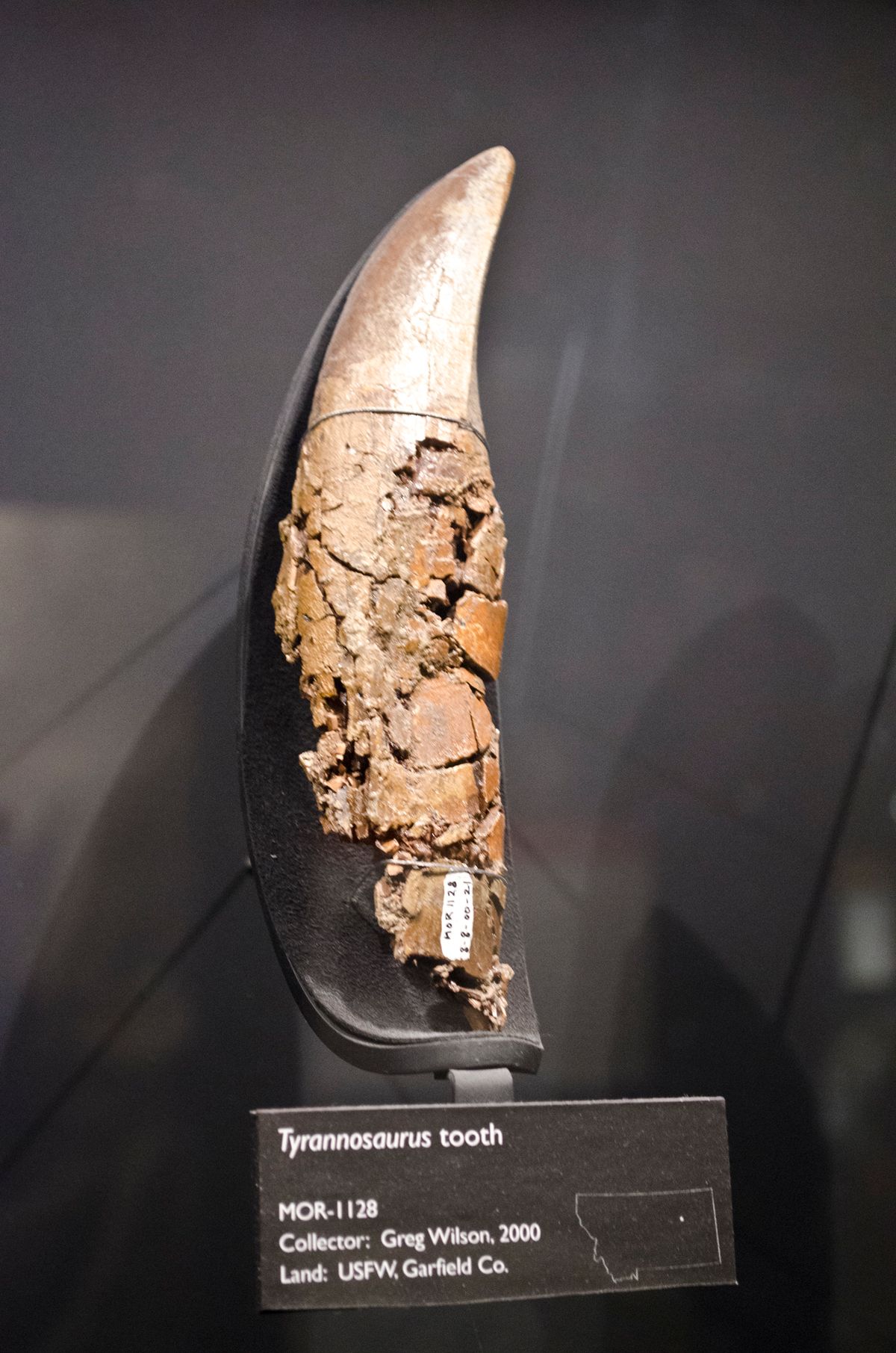 A single large Tyrannosaurus tooth mounted upright in a museum case above a black label reading Tyrannosaurus tooth, MOR-1128, Collector Greg Wilson 2000, Land USFW Garfield Co.