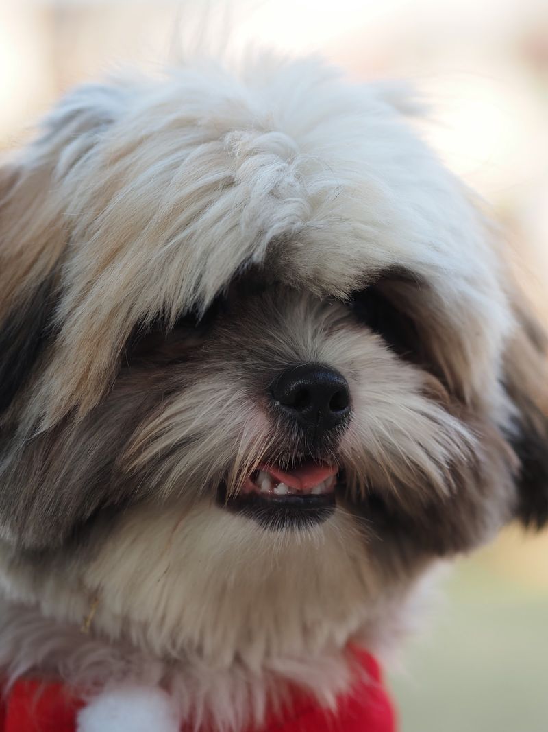 I used to love dogs. I still do. 