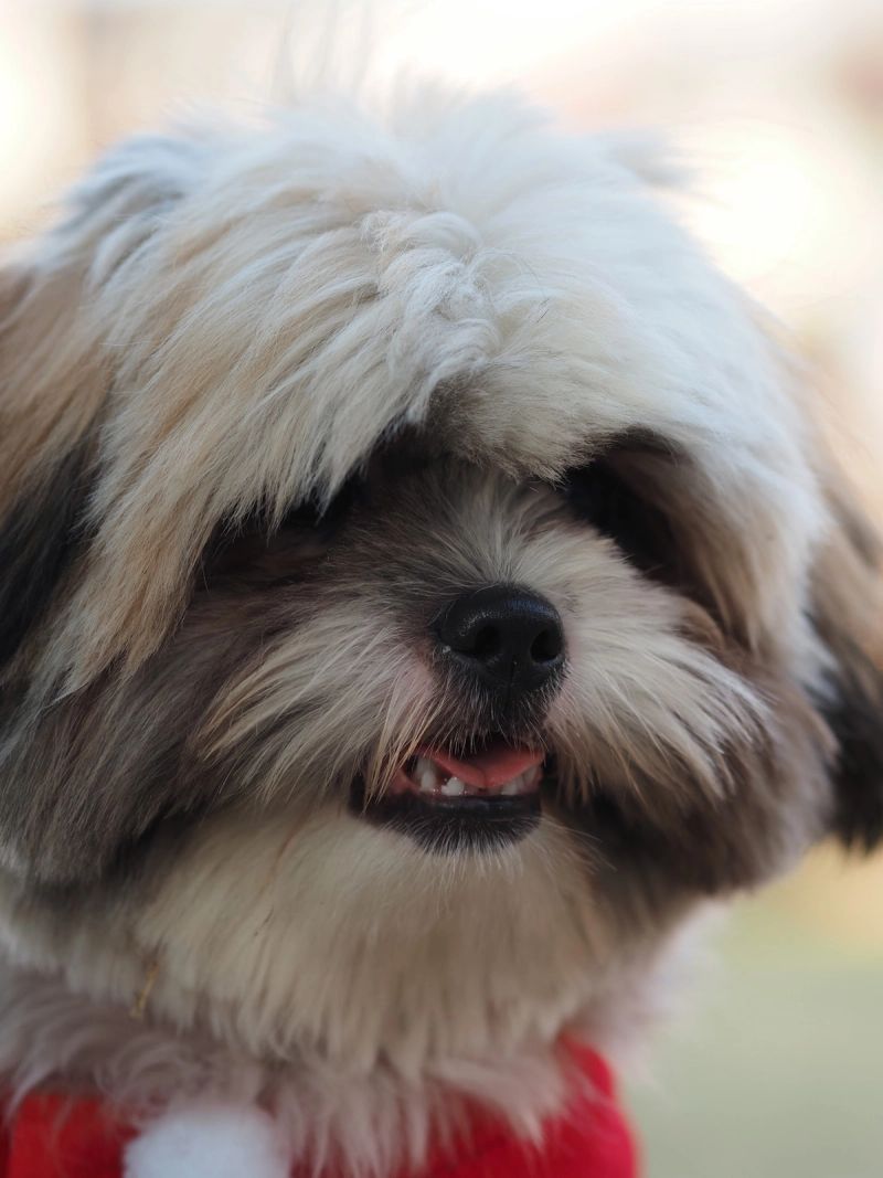 I used to love dogs. I still do. 