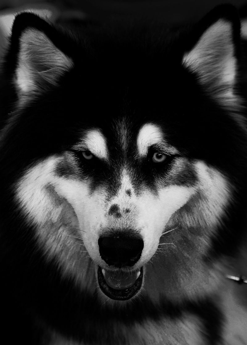 I used to love dogs. I still do. 
