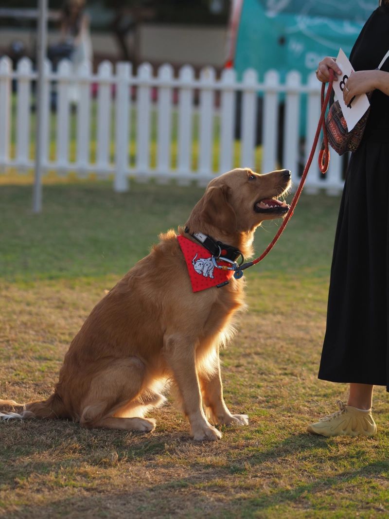 I used to love dogs. I still do. 