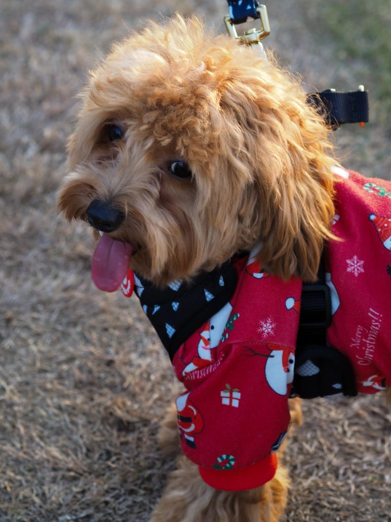 I used to love dogs. I still do. 