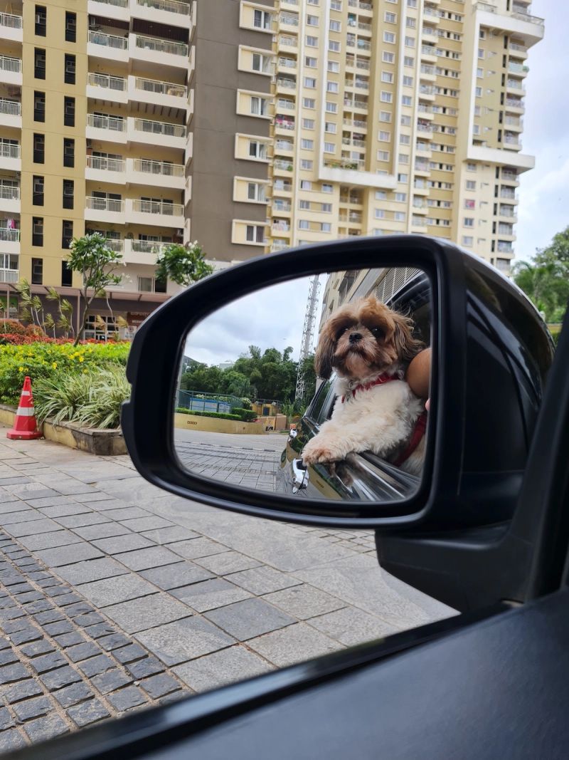 I used to love dogs. I still do. 