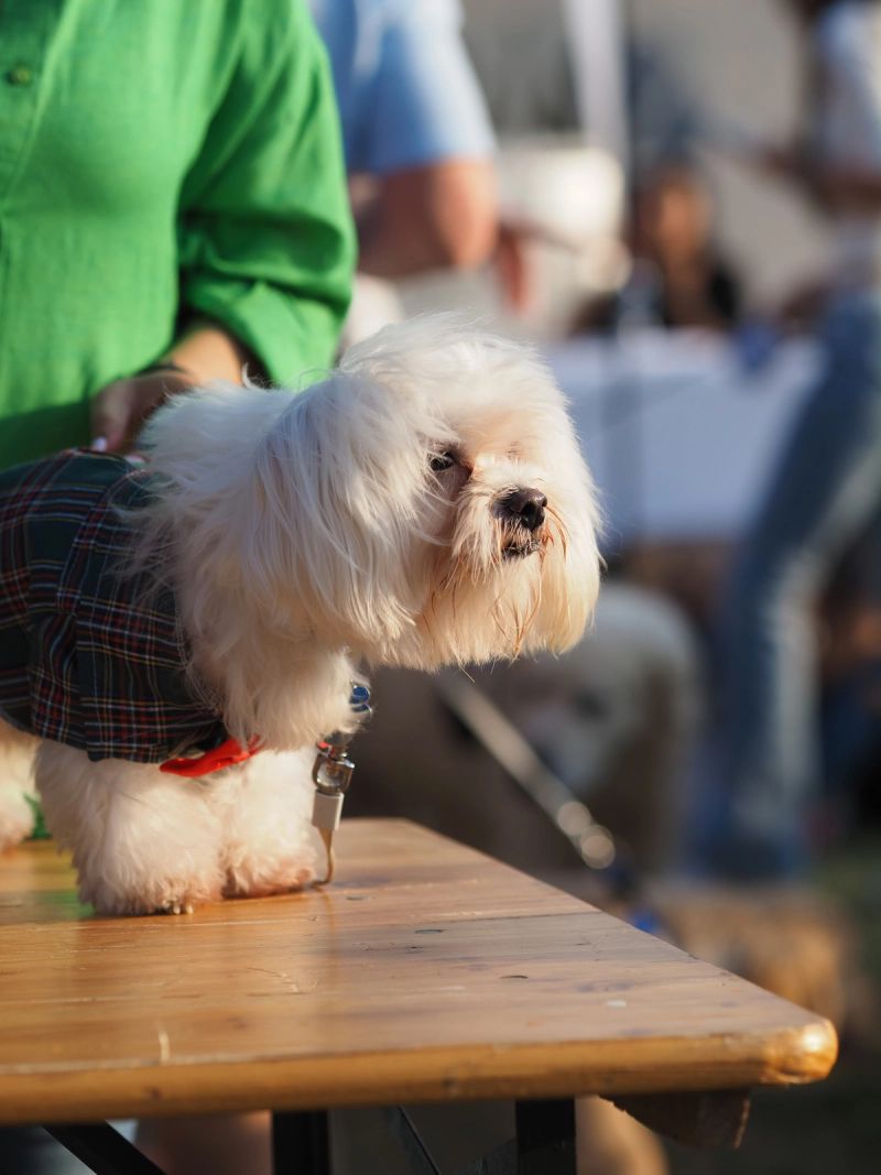 I used to love dogs. I still do. 