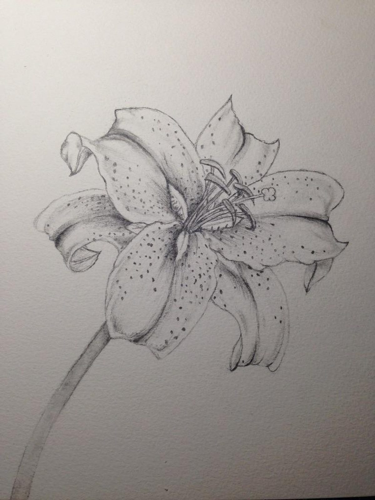 A graphite drawing of a lily flower with open petals, visible stamens, and soft tonal shading on white paper.