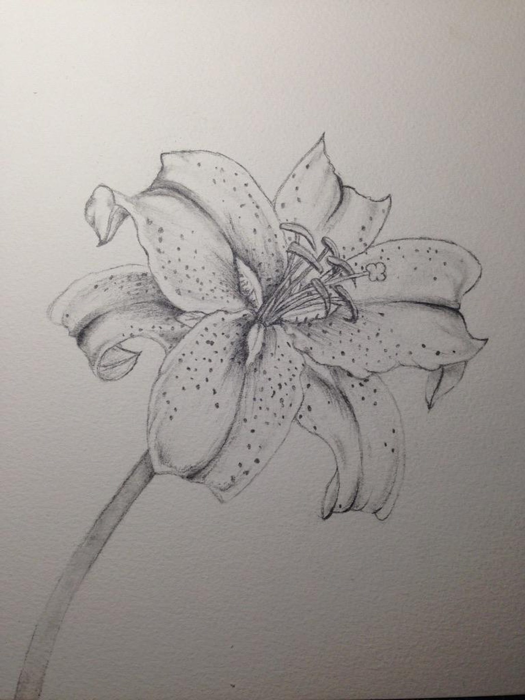 A graphite drawing of a lily flower with open petals, visible stamens, and soft tonal shading on white paper.