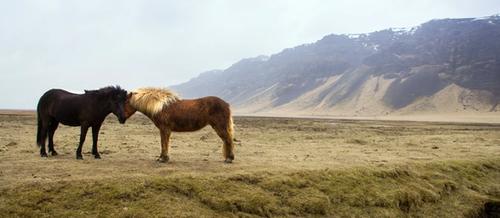 a chestnut and a black horse nuzzle each other in the foreground of a grassy plain. There are hills in the distance and a small patch of snow in the foreground. 