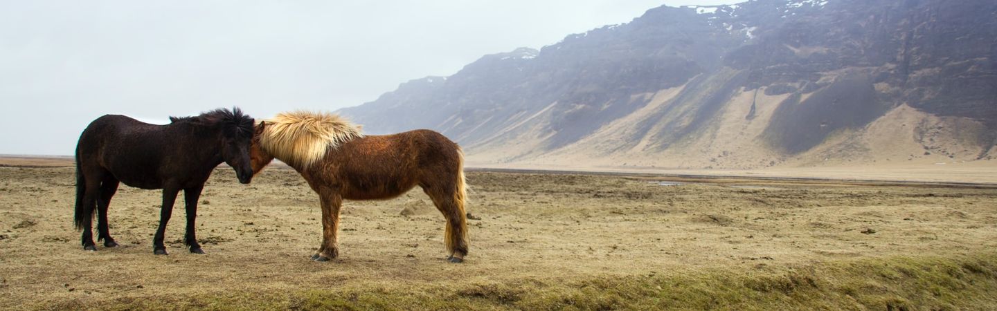 a chestnut and a black horse nuzzle each other in the foreground of a grassy plain. There are hills in the distance and a small patch of snow in the foreground. 