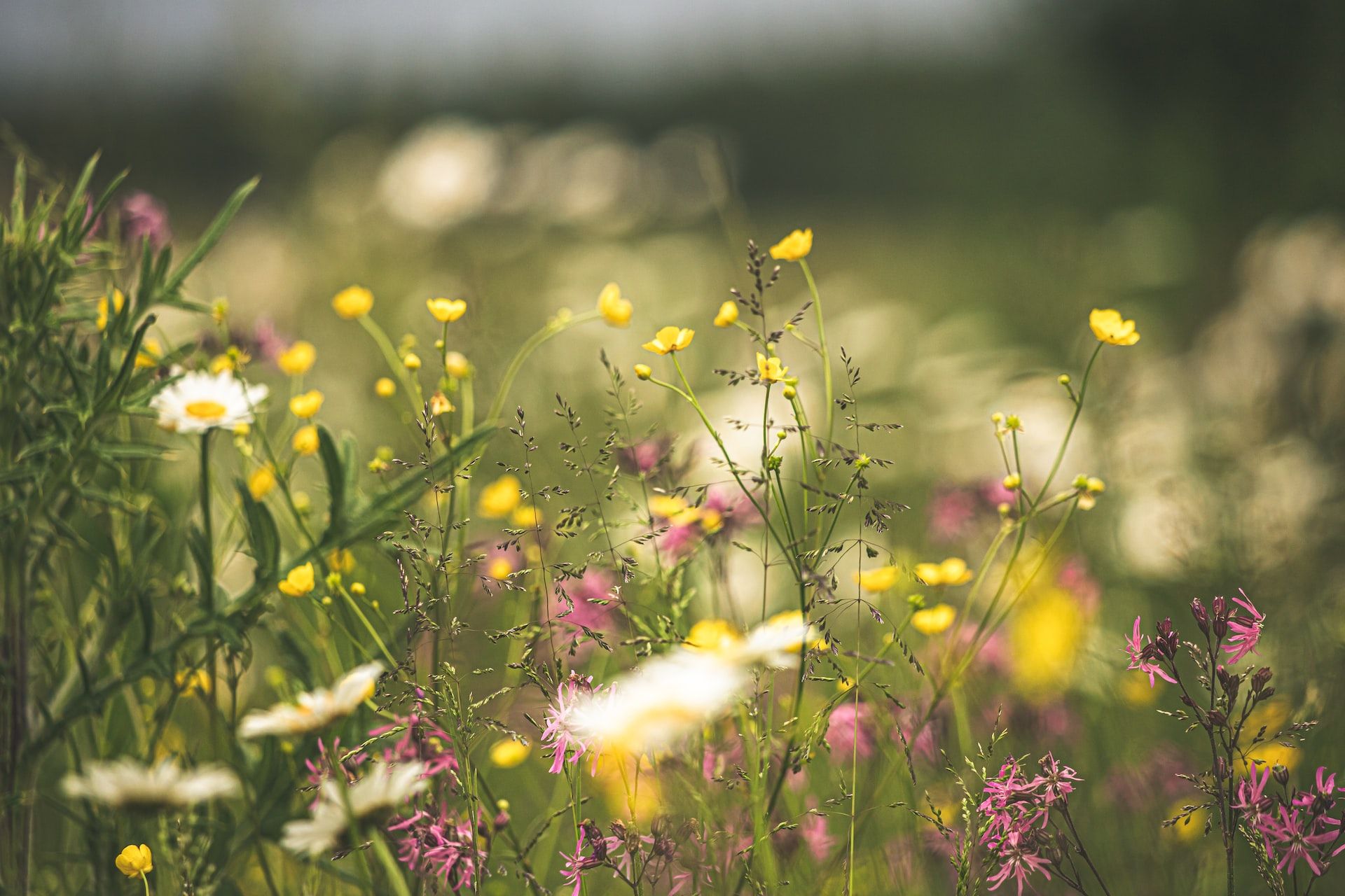 close up of pink, yellow and white meadow flowers with a blurred green background | nervous system supports | Tempo Therapy and Consulting