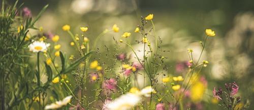 close up of pink, yellow and white meadow flowers with a blurred green background | nervous system supports | Tempo Therapy and Consulting