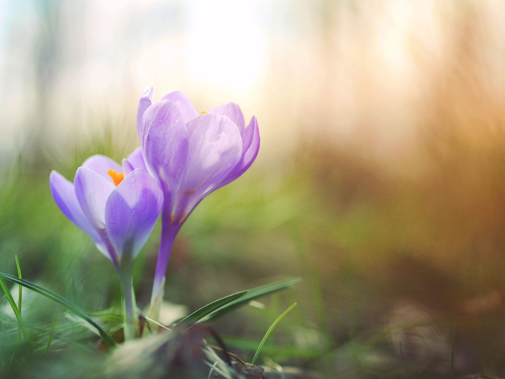 a purple crocus emerges against a blurry background | Hobart group supervision | Tempo Therapy and Consulting