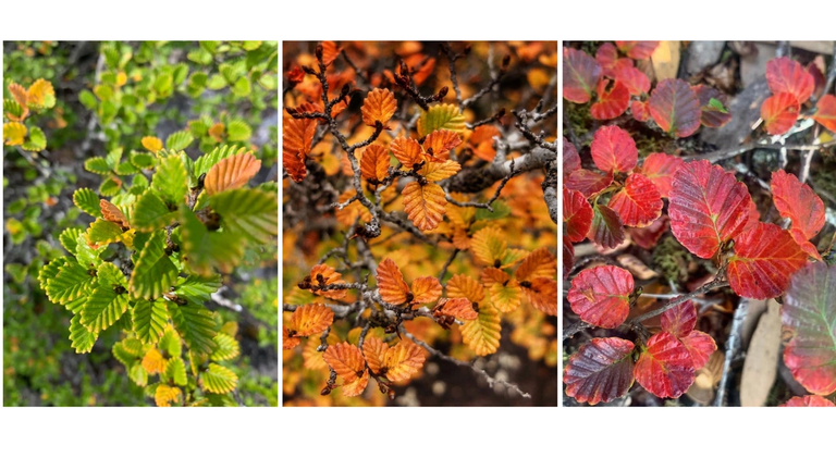 Deciduous Tasmanian myrtle beech changing colours in autumn