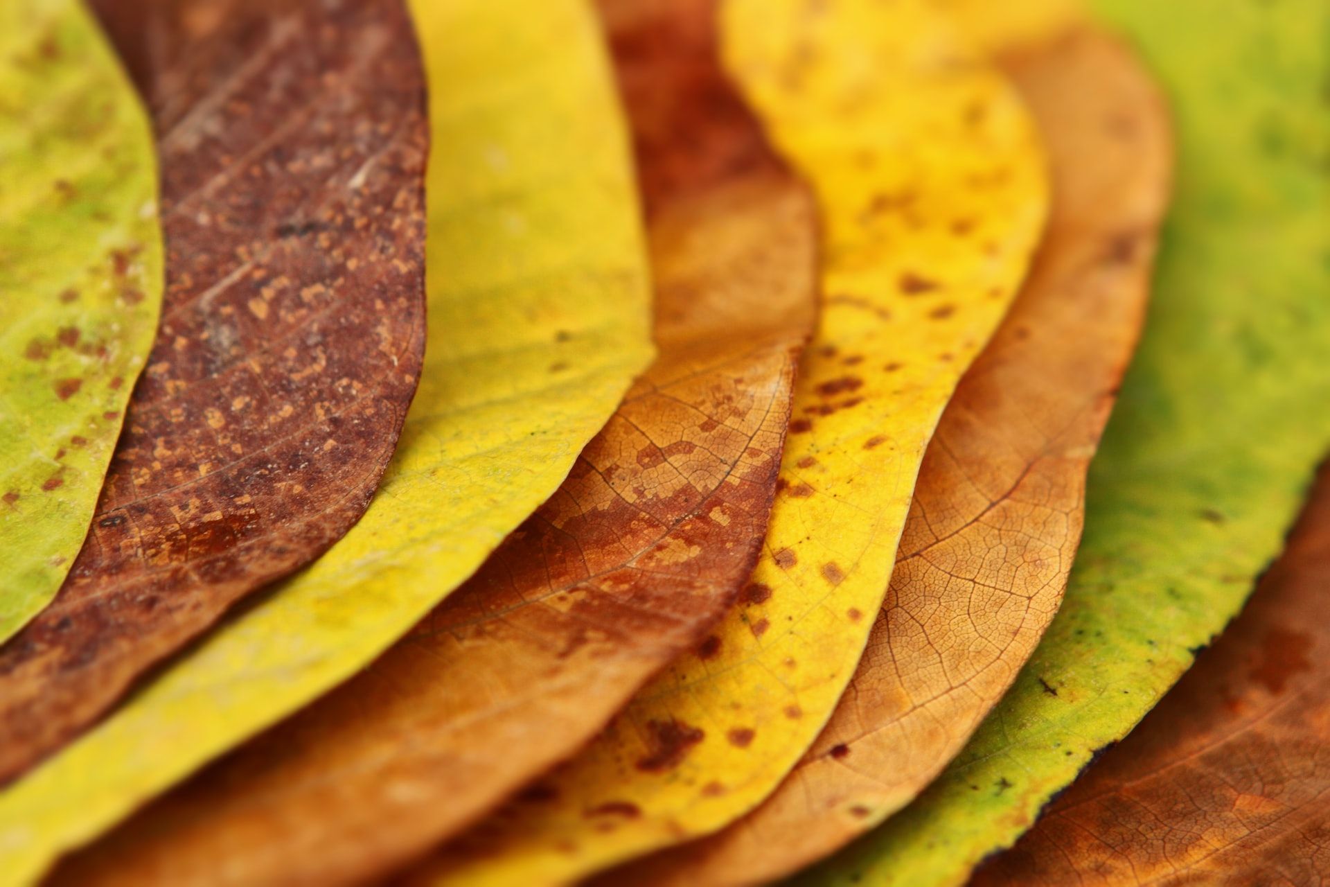 Overlapping autumn leaves in shades of green, yellow and brown  | supervision for doctors | Tempo Therapy and Consulting