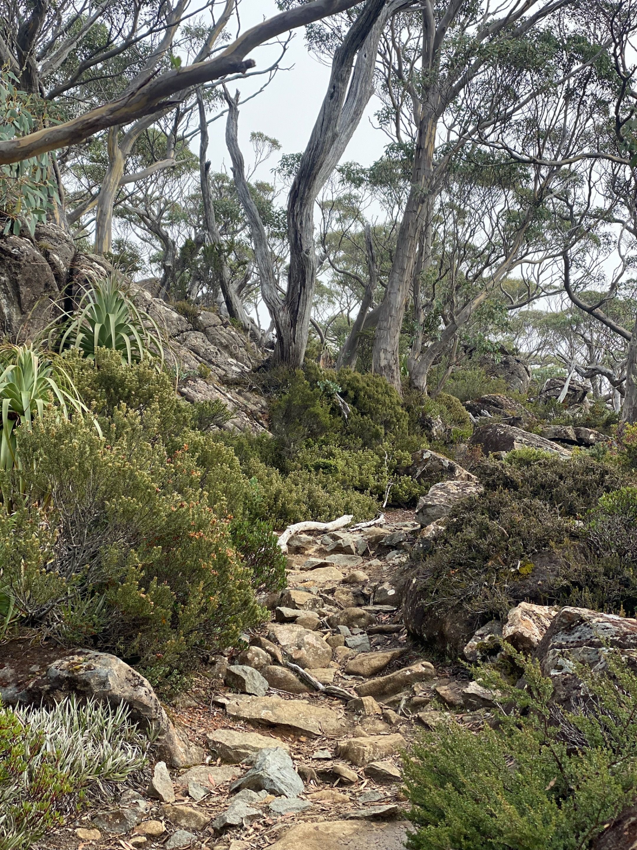 a rocky path surrounded by eucalyptus trees winds up a dry hill | Tempo Therapy and Consulting |  hope in healthcare