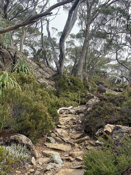 a rocky path surrounded by eucalyptus trees winds up a dry hill | Tempo Therapy and Consulting | hope in healthcare