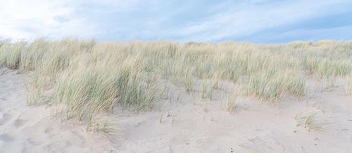 a sand dune with pale green grass sits beneath a blue, cloudy sky | Tempo Therapy and Consulting |  belonging and connection