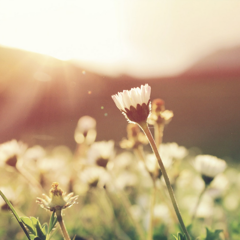 White flowers in a meadow in the early morning sun with dark hills in the background