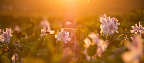 soft pink flowers in the focus with a orange sunsetting in the background | Songs and music for comfort | Tempo Therapy and Consulting