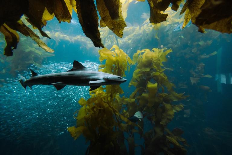 a shark swims past kelp and a school of fish | beyond talk therapy | Tempo Therapy and Consulting