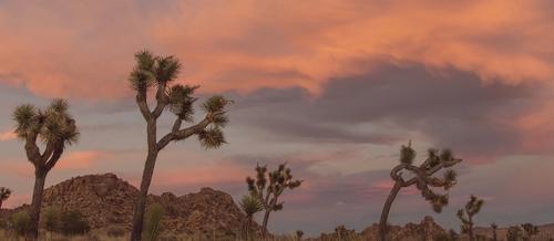 a stand of Joshua trees in front of a rocky background against pink clouds | embodied presence | Tempo Therapy & Consulting