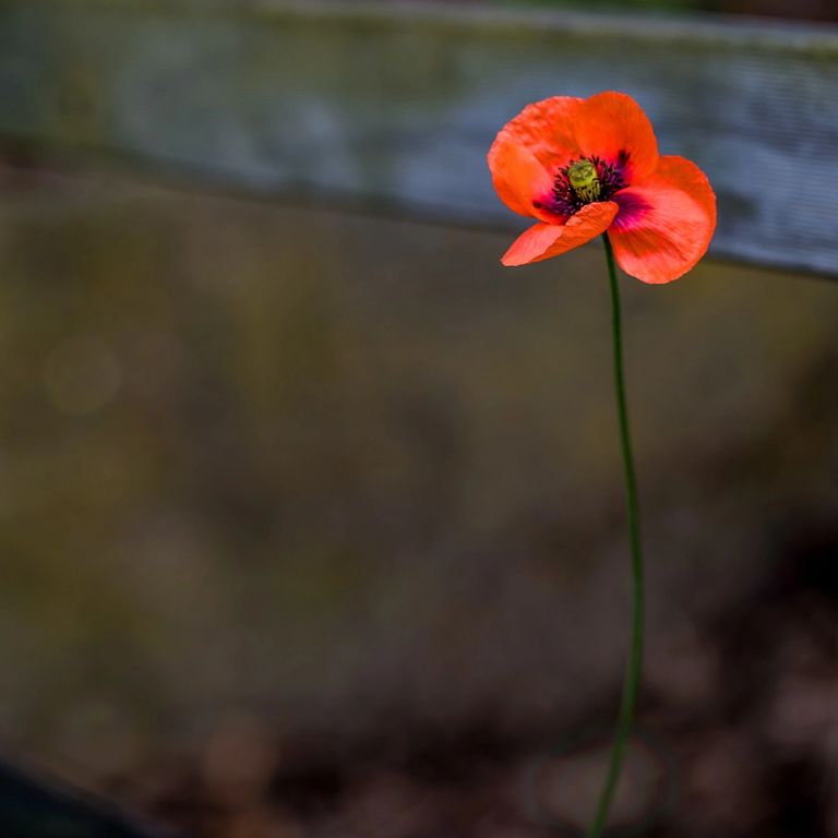 single red poppy