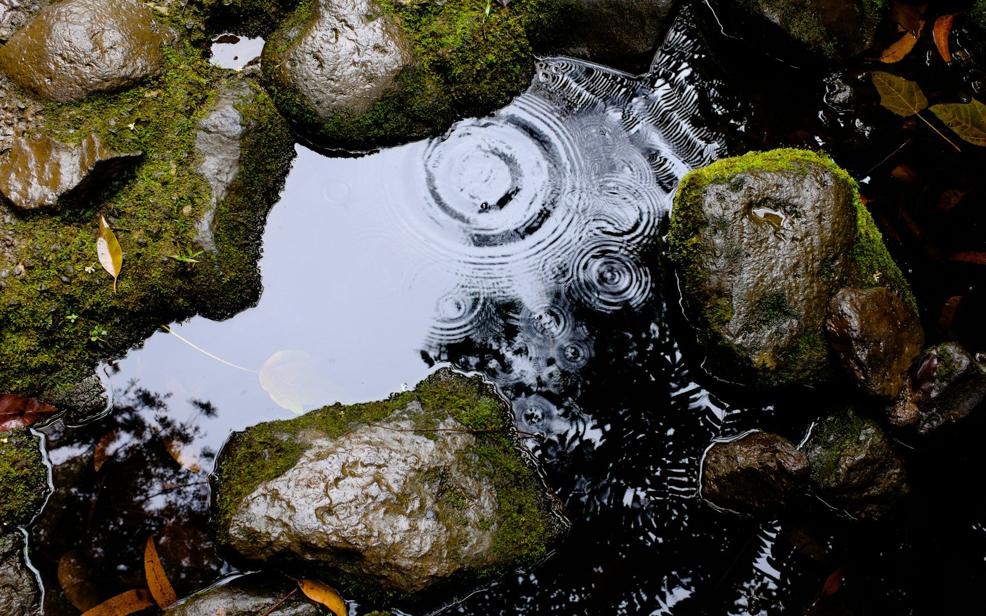 an aerial view of ripples in a small pond surrounded by mossy rocks | vicarious impacts of helping work | Tempo Therapy and Consulting