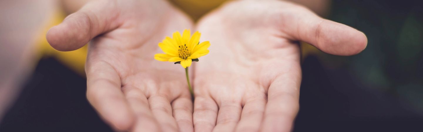 hands with palms open, facing upwards offer a yellow daisy towards the camera