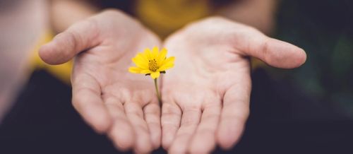 hands with palms open, facing upwards offer a yellow daisy towards the camera