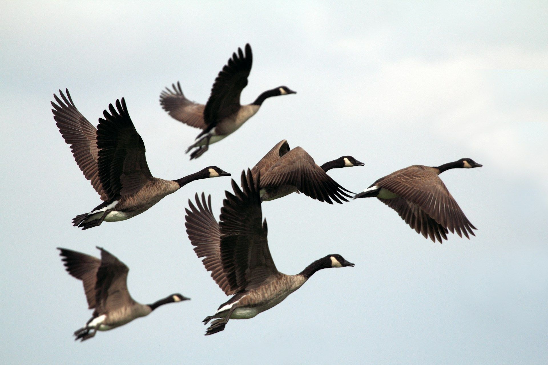 A group of 6 wild geese in flight against a blue sky | Building connection through art and music | Tempo Therapy and Consulting