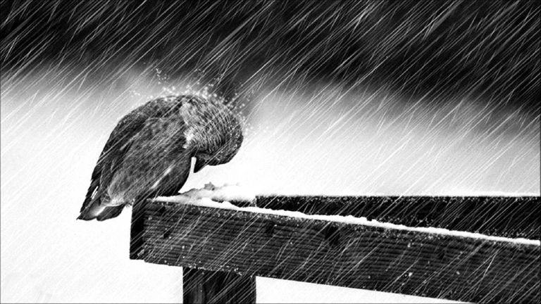 bird facing away from snowstorm
