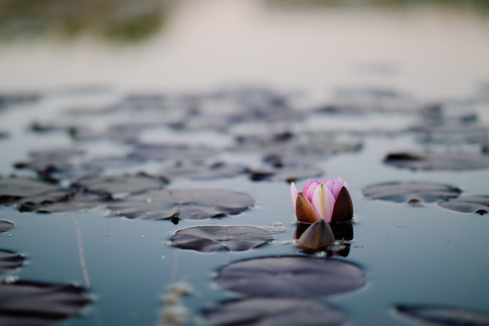 lotus flower emerging from water