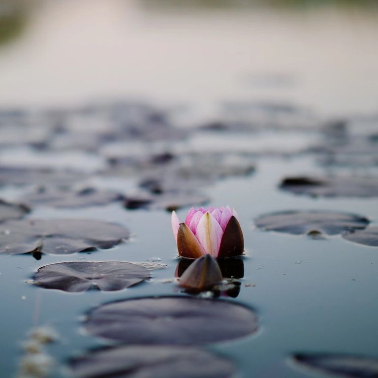 lotus flower emerging from water