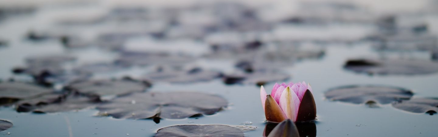 lotus flower emerging from water