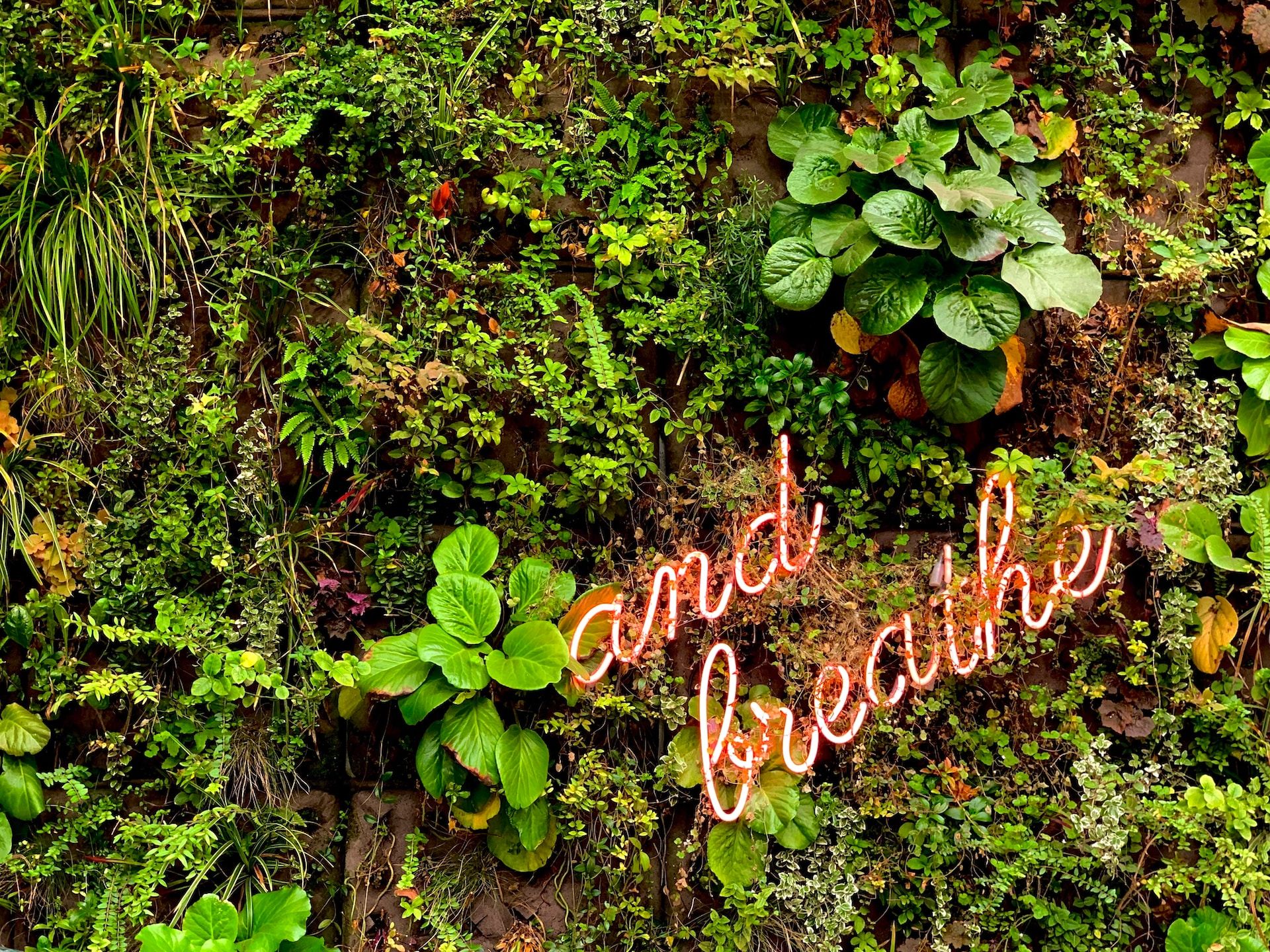 a pink neon sign with the words 'and breathe' sit on a green garden wall | self care and healthcare workers | Tempo Therapy and Consulting