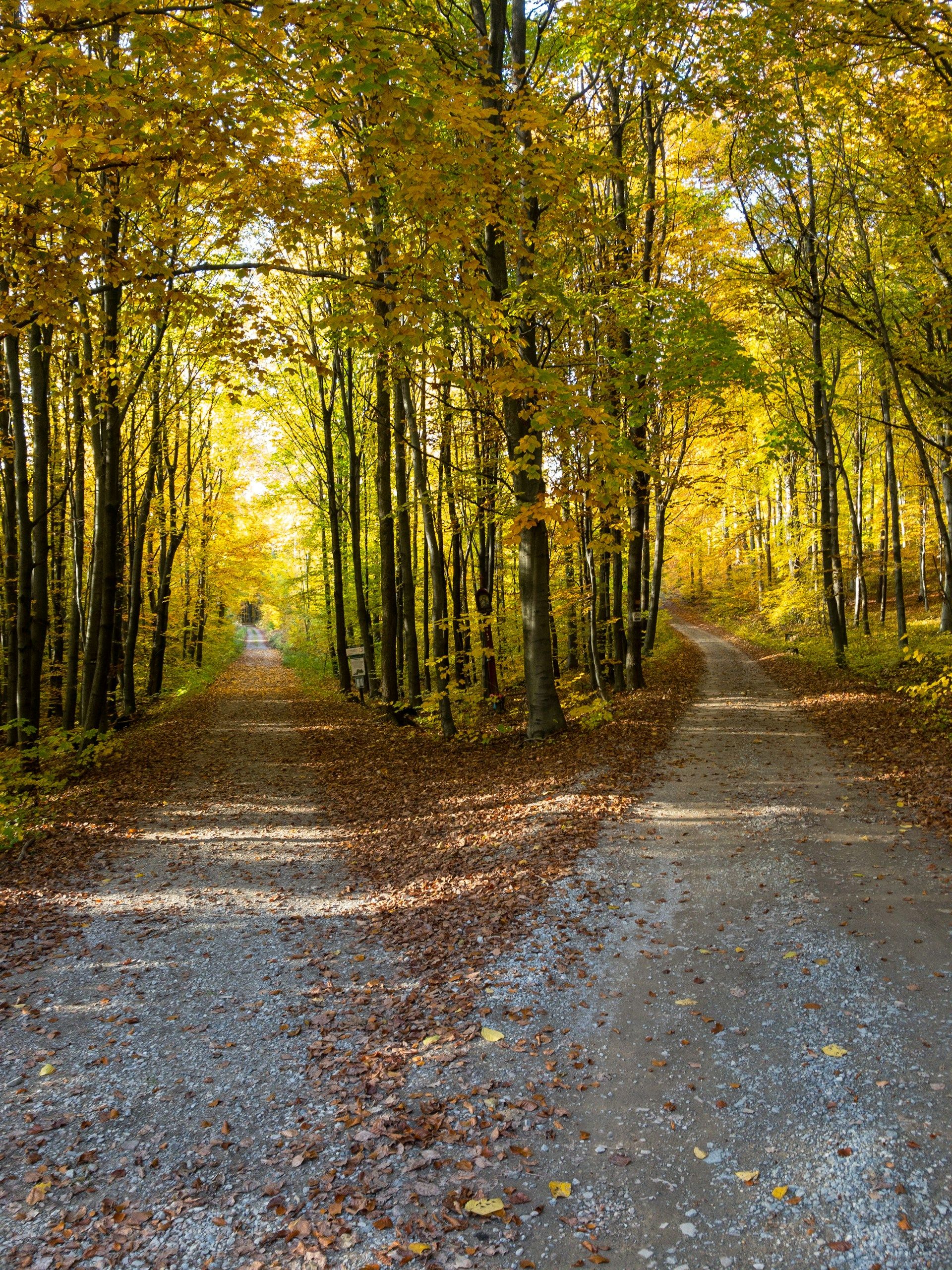 a road separates into two through a yellow-treed forest | Tempo Therapy and Consulting | dual focus for mental health in healthcare work