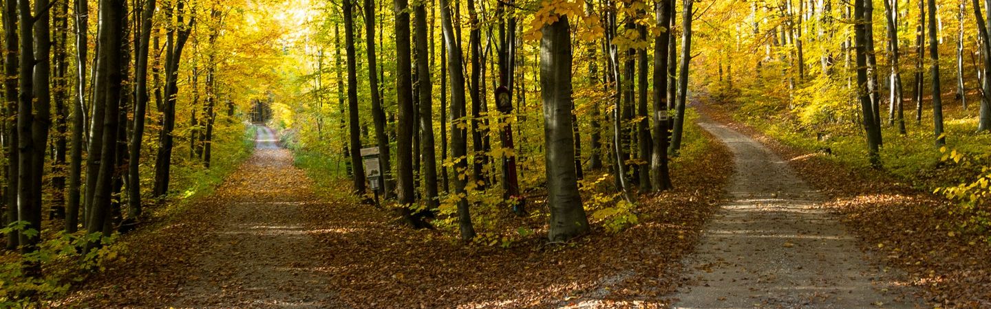 a road separates into two through a yellow-treed forest | Tempo Therapy and Consulting | dual focus for mental health in healthcare work