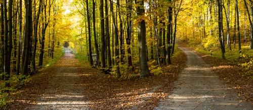 a road separates into two through a yellow-treed forest | Tempo Therapy and Consulting | dual focus for mental health in healthcare work
