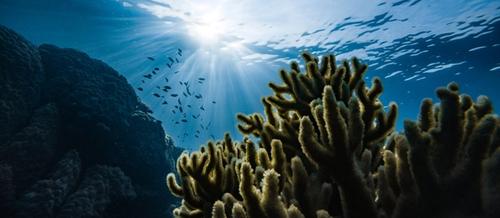 a view of seaweed and fish from below looking up to a blue sea surface | beyond talk therapy | Tempo Therapy and Consulting