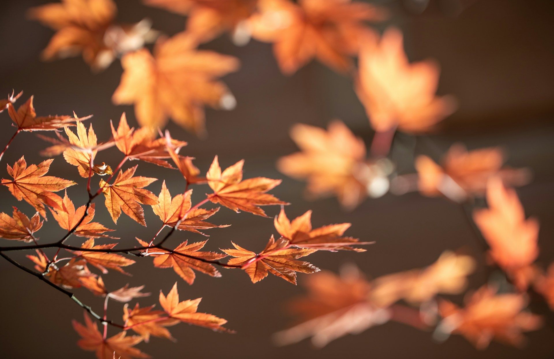 an orange-leafed maple branch emerges out of the bottom left corner with blurred leaves against a brown background  | working with the impact of clinical practice | Tempo Therapy and Consulting