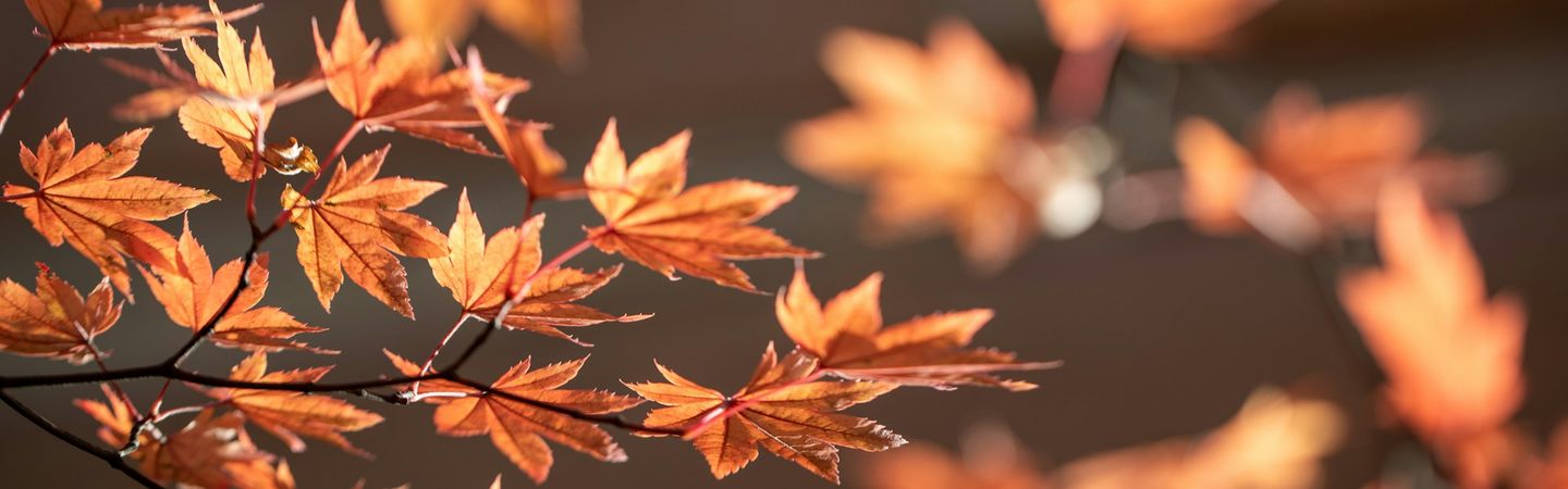 an orange-leafed maple branch emerges out of the bottom left corner with blurred leaves against a brown background | working with the impact of clinical practice | Tempo Therapy and Consulting