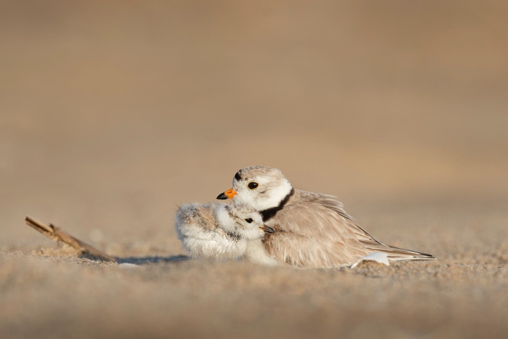 mothering your inner child | a grey and black chick cuddles into its mother bird on brown sand | Tempo Therapy and Consulting