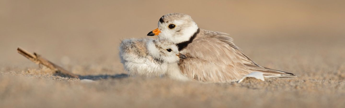 mothering your inner child | a grey and black chick cuddles into its mother bird on brown sand | Tempo Therapy and Consulting