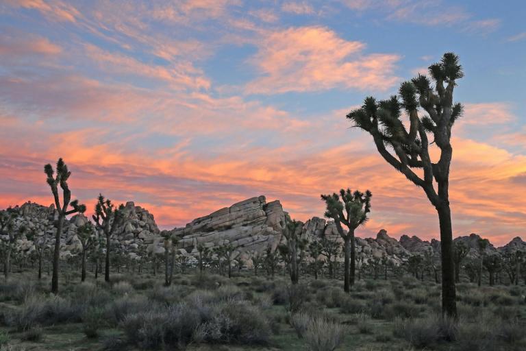 a group of joshua trees are shadowed against a pink and blue sky | embodied presence | Tempo Therapy & Consulting