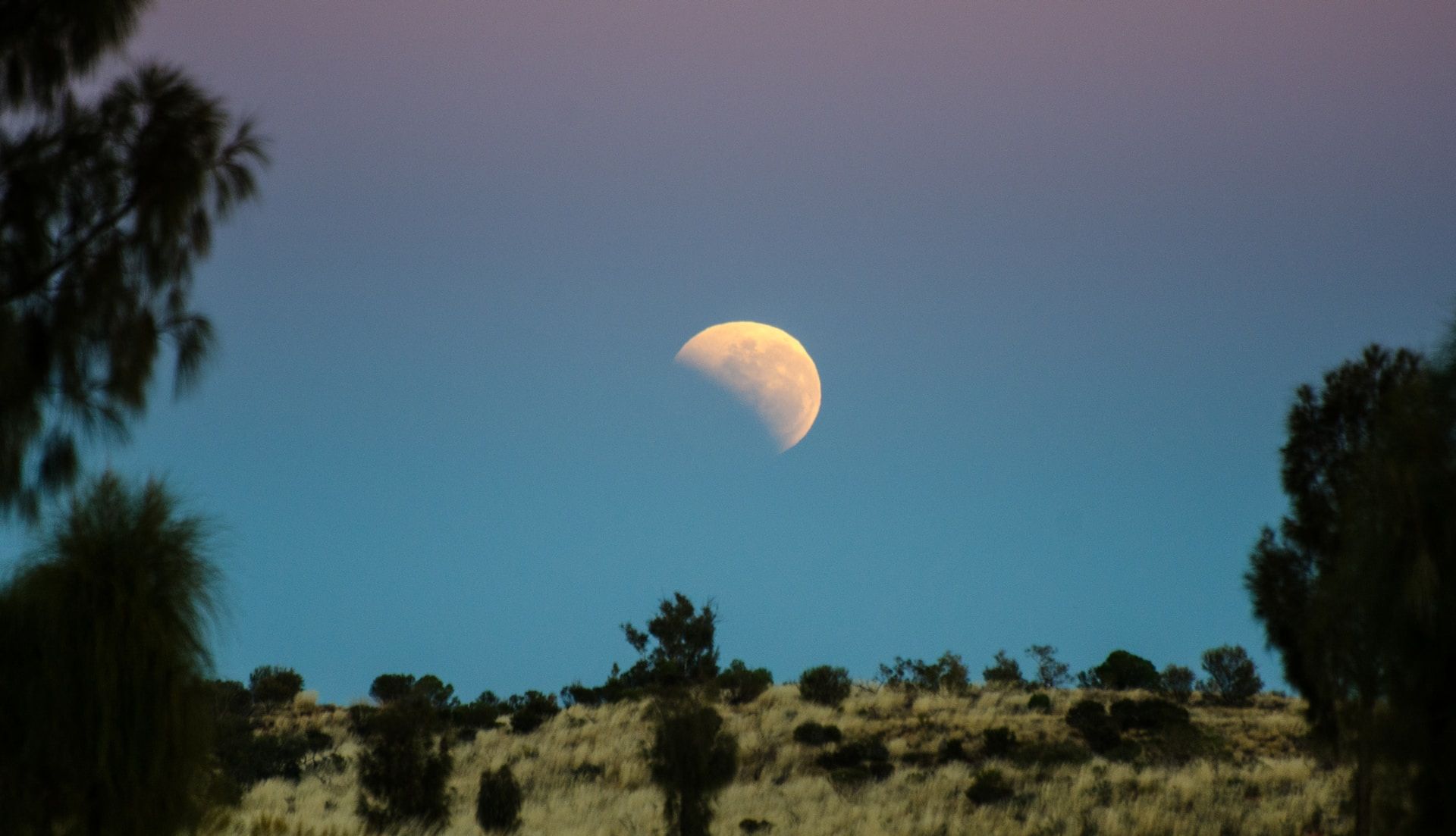 a half moon sits against a dark blue sky framed by tree shadows | a poem for healthcare workers | Tempo therapy and Consulting