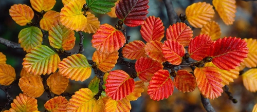close up of deciduous myrtle beech turning from green to yellow to red